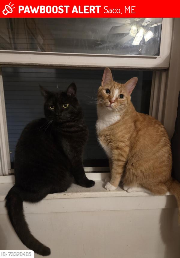 Lost Male Cat last seen Temple st saco, Saco, ME 04072
