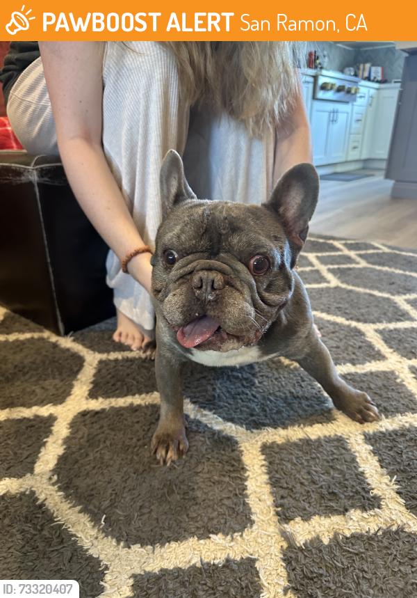 Found/Stray Male Dog last seen Neil Armstrong, San Ramon, CA 94583