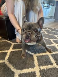 Found/Stray Male Dog last seen Neil Armstrong, San Ramon, CA 94583