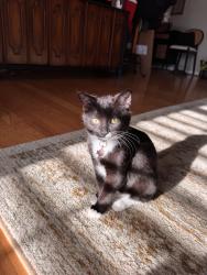 Lost Female Cat last seen Briarwood rd and briarwood way, Brookhaven, GA 30319