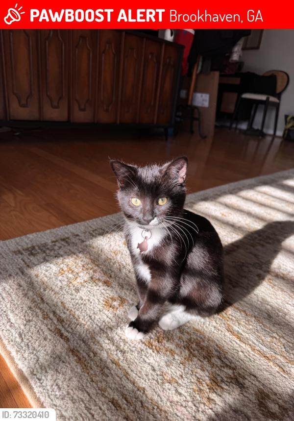 Lost Female Cat last seen Briarwood rd and briarwood way, Brookhaven, GA 30319