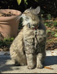Lost Female Cat last seen Magnolia Grove neighborhoods, Robert Trent Jones Golf course, Mobile, AL 36618
