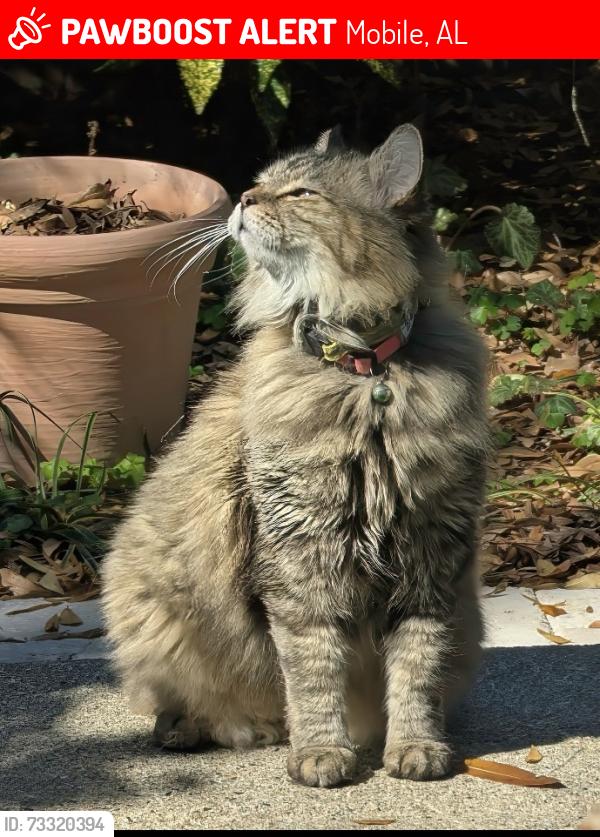 Lost Female Cat last seen Magnolia Grove neighborhoods, Robert Trent Jones Golf course, Mobile, AL 36618