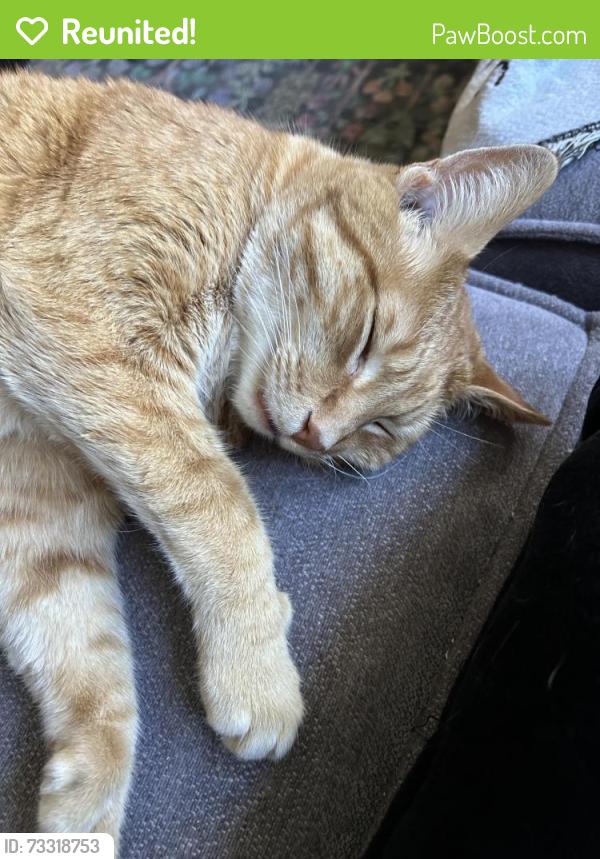 Reunited Male Cat last seen 20th and stark, Portland, OR 97214