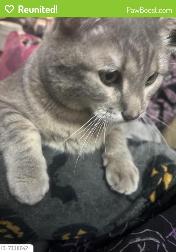 Reunited Male Cat last seen Cherry st, Denver, CO 80246