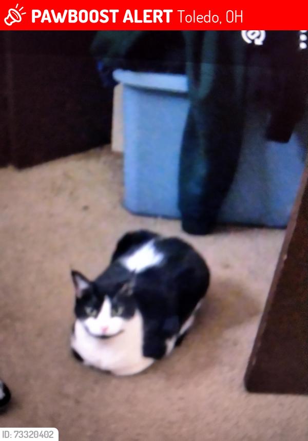 Lost Female Cat last seen Between fassett and Oakdale, Toledo, OH 43605