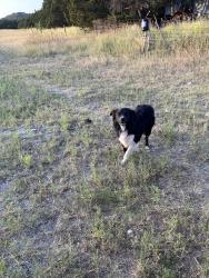 Reunited Male Dog last seen Star View Ct, Boerne, TX 78006