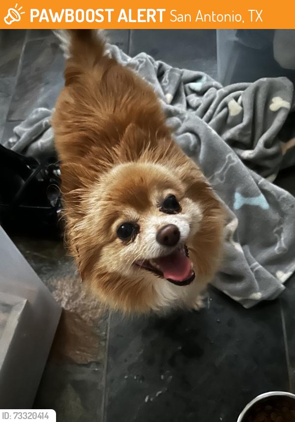 Found/Stray Female Dog last seen top, San Antonio, TX 78209