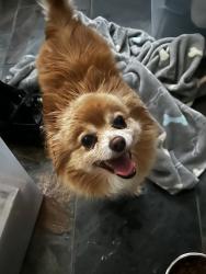 Found/Stray Female Dog last seen top, San Antonio, TX 78209