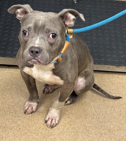 Shelter Stray Male Dog last seen Near Waterton Drive, 30058, GA, 3280 Chamblee Dunwoody Rd, Chamblee, GA 30341, USA