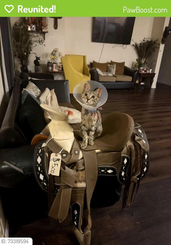 Reunited Female Cat last seen Ash st Jurupa valley, Jurupa Valley, CA 92509