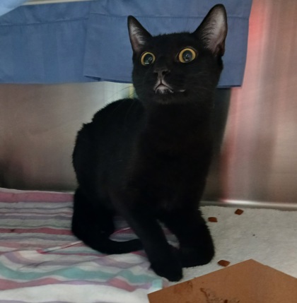 Shelter Stray Female Cat last seen Near N Steeper, 21205, MD, 2490 Giles Rd, Baltimore, MD 21225, USA