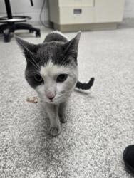 Shelter Stray Male Cat last seen Near E Preston St., 21202, MD, 2490 Giles Rd, Baltimore, MD 21225, USA