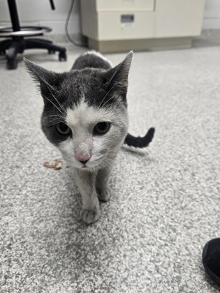 Shelter Stray Male Cat last seen Near E Preston St., 21202, MD, 2490 Giles Rd, Baltimore, MD 21225, USA