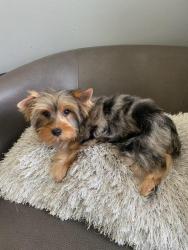 Reunited Male Dog last seen Near Bob White Drive 34690, Holiday, FL 34690