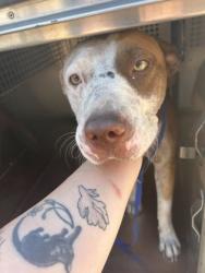 Shelter Stray Female Dog last seen Near Dunlap Dr, South District, TX, 355 Hillshire Dr, Haslet, TX 76052, USA