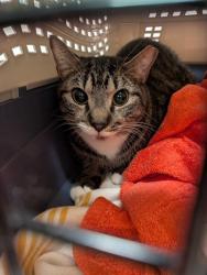 Shelter Stray Male Cat last seen Near Kingboro Road NE, Atlanta, GA, 1251 Fulton Industrial Blvd NW, Atlanta, GA 30336, USA