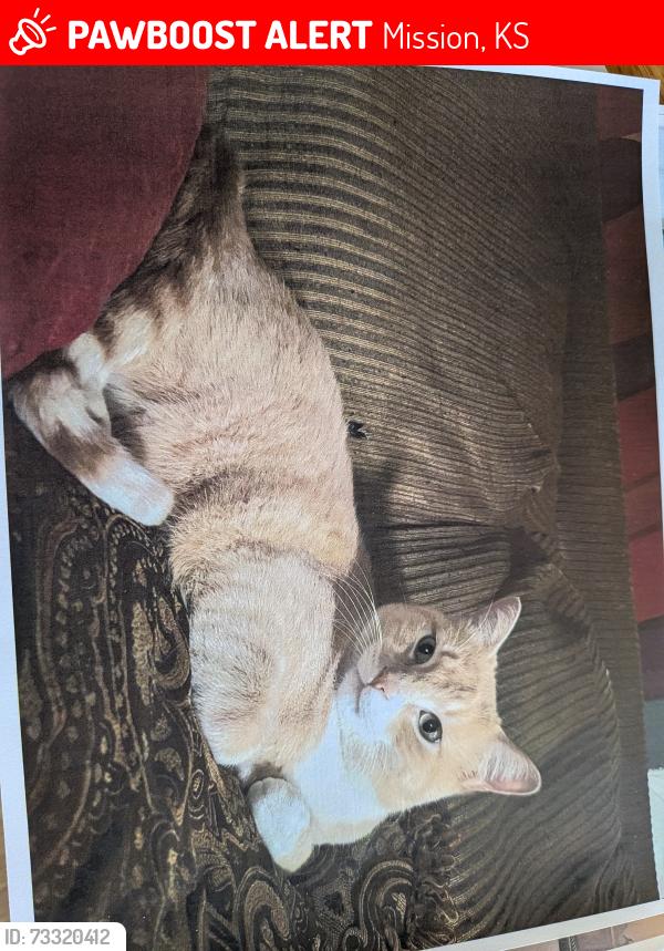 Lost Male Cat last seen Johnson Dr & Lowell St, Mission, KS 66202