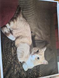 Lost Male Cat last seen Johnson Dr & Lowell St, Mission, KS 66202