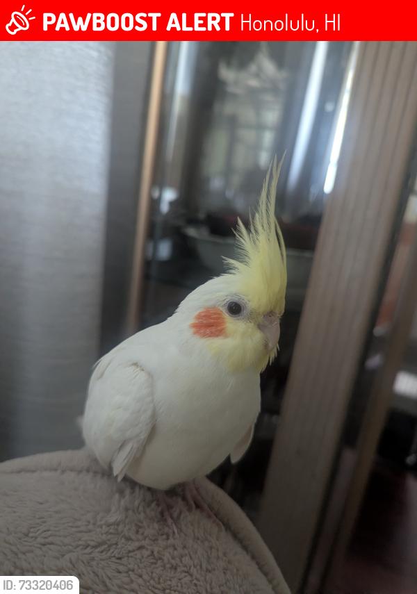 Lost Female Bird last seen Palolo, Honolulu, HI 96816