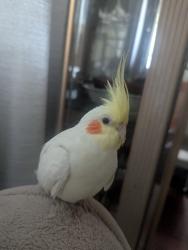 Lost Female Bird last seen Palolo, Honolulu, HI 96816