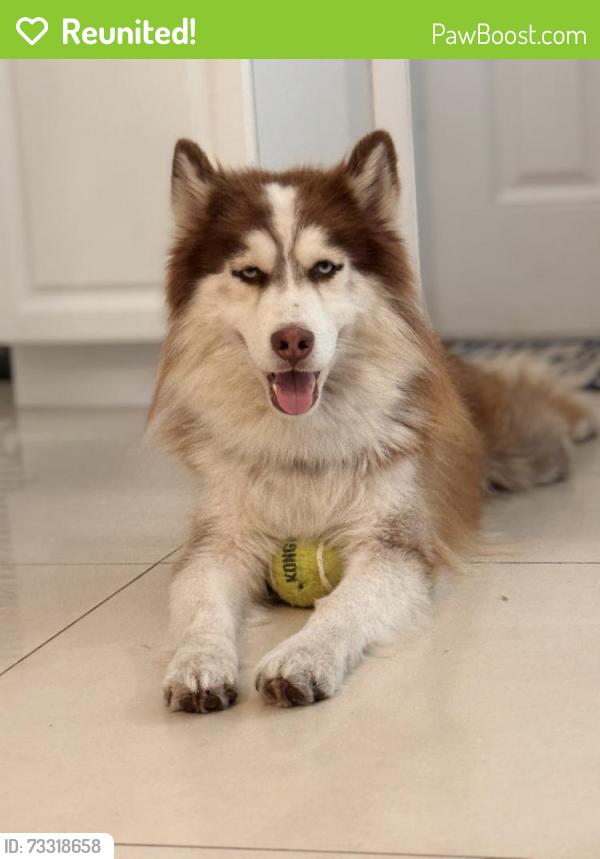 Reunited Male Dog last seen Near NE 17th Ave pompano Beach, Pompano Beach, FL 33064