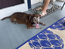 Found/Stray Male Dog last seen Gen Taylor Street, New Orleans, LA 70125