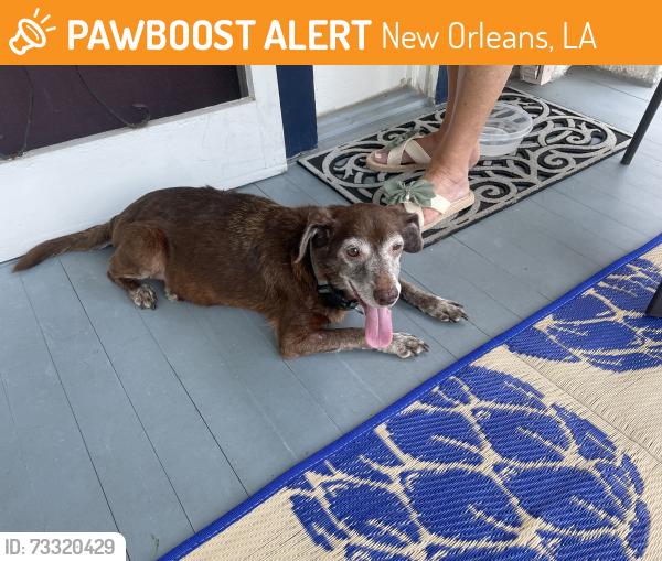 Found/Stray Male Dog last seen Gen Taylor Street, New Orleans, LA 70125