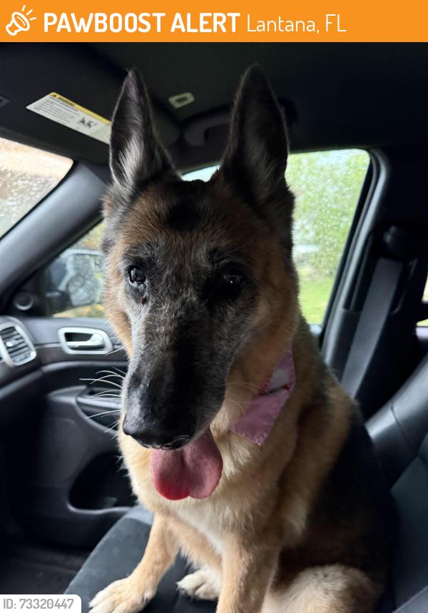 Found/Stray Female Dog last seen Duval St and S Arnold St, Lantana, FL 33462