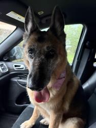 Found/Stray Female Dog last seen Duval St and S Arnold St, Lantana, FL 33462