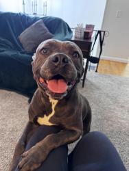 Reunited Female Dog last seen Duxbury rd, Rochester, NY 14626