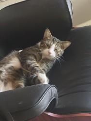 Reunited Male Cat last seen NE 16th Avenue and NE 24th street Wilton Manors, Wilton Manors, FL 33305