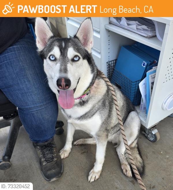 Found/Stray Female Dog last seen Near Chestnut Ave, Long Beach, CA 90806, Long Beach, CA 90806