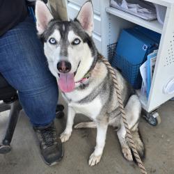 Found/Stray Female Dog last seen Near Chestnut Ave, Long Beach, CA 90806, Long Beach, CA 90806