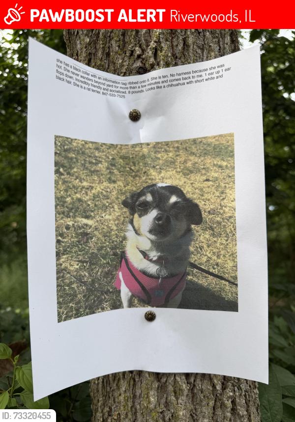 Lost Female Dog last seen Near riverwoods rd riverwoods Il, Riverwoods, IL 60015