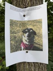 Lost Female Dog last seen Near riverwoods rd riverwoods Il, Riverwoods, IL 60015