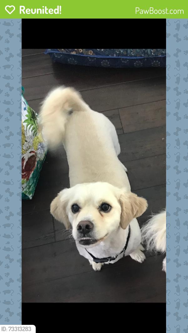 Reunited Male Dog last seen Whitewater way, Sacramento, CA 95826