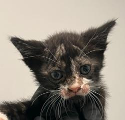 Shelter Stray Male Cat last seen Near Sierra Cielo Lane, Jamul, CA, 91935, 5500 Gaines St, San Diego, CA 92110, USA