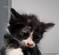 Shelter Stray Female Cat last seen Near Sierra Cielo Lane, Jamul, CA, 91935, 5500 Gaines St, San Diego, CA 92110, USA