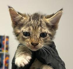 Shelter Stray Male Cat last seen Near Sierra Cielo Lane, Jamul, CA, 91935, 5500 Gaines St, San Diego, CA 92110, USA