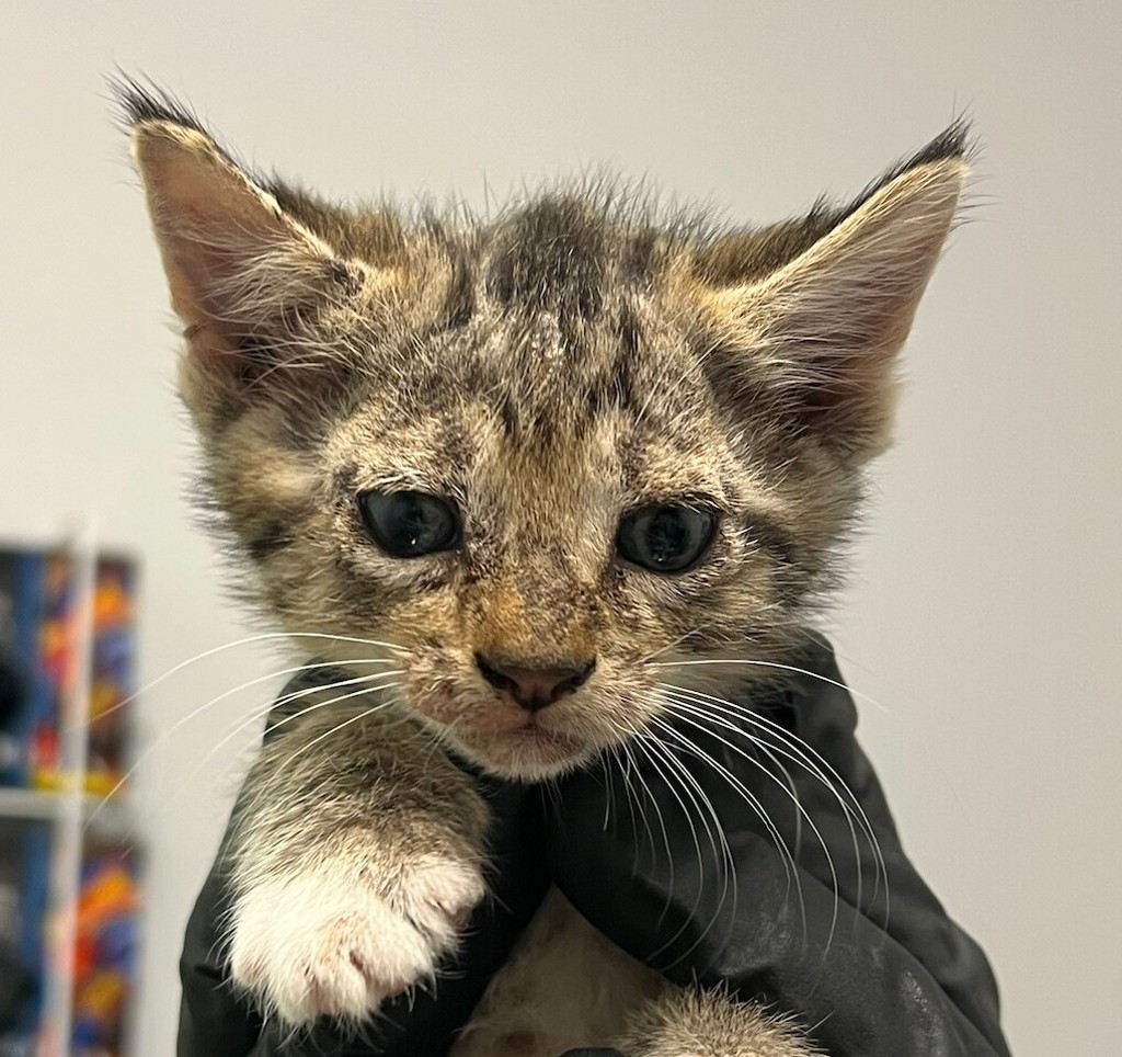 Shelter Stray Male Cat last seen Near Sierra Cielo Lane, Jamul, CA, 91935, 5500 Gaines St, San Diego, CA 92110, USA