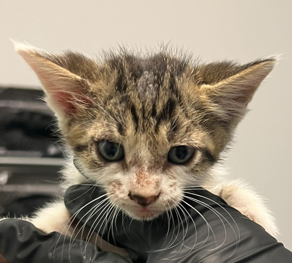Shelter Stray Male Cat last seen Near Sierra Cielo Lane, Jamul, CA, 91935, 5500 Gaines St, San Diego, CA 92110, USA