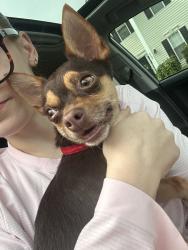 Reunited Male Dog last seen Near Neuse Lawn Rd, Raleigh, NC 27616, USA, Raleigh, NC 27616