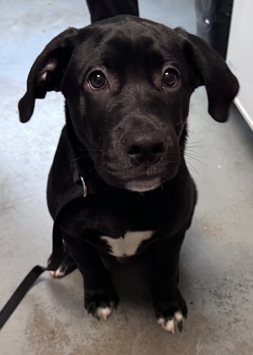 Shelter Stray Male Dog last seen Near S 7740 W, Magna Township, UT, 84044, 511 W 3900 S, Salt Lake City, UT 84123, USA