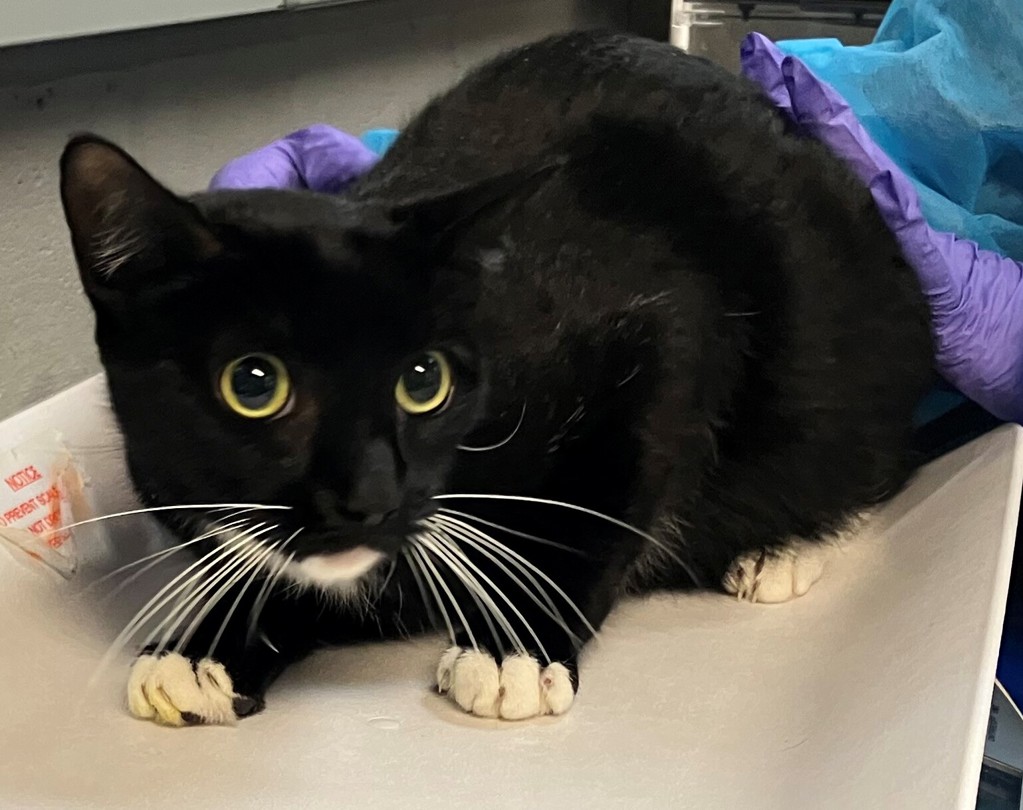 Shelter Stray Female Cat last seen N Mada Avenue, STATEN ISLAND, NY, 10310, 3139 Veterans Rd W, Staten Island, NY 10309, USA