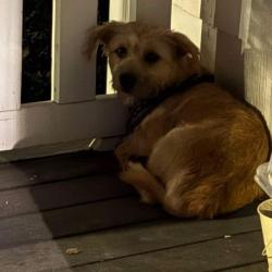 Reunited Male Dog last seen Grant & Nichols, Springfield, MO 65802