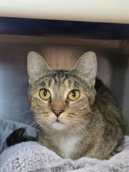 Shelter Stray Female Cat last seen MD, 411 Maxwell Frye Rd, Millersville, MD 21108, USA