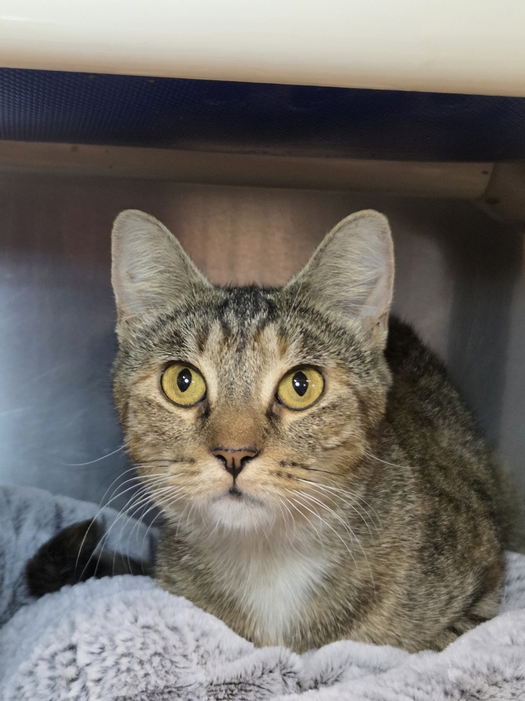 Shelter Stray Female Cat last seen MD, 411 Maxwell Frye Rd, Millersville, MD 21108, USA