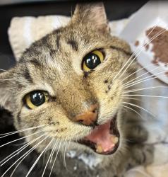 Shelter Stray Male Cat last seen NE 25th, GRESHAM, OR, 97030, 1700 W Historic Columbia River Hwy, Troutdale, OR 97060, USA