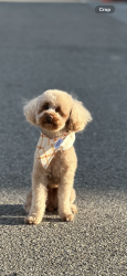 Lost Female Dog last seen Kanan Rd., Westlake Village, CA 91362